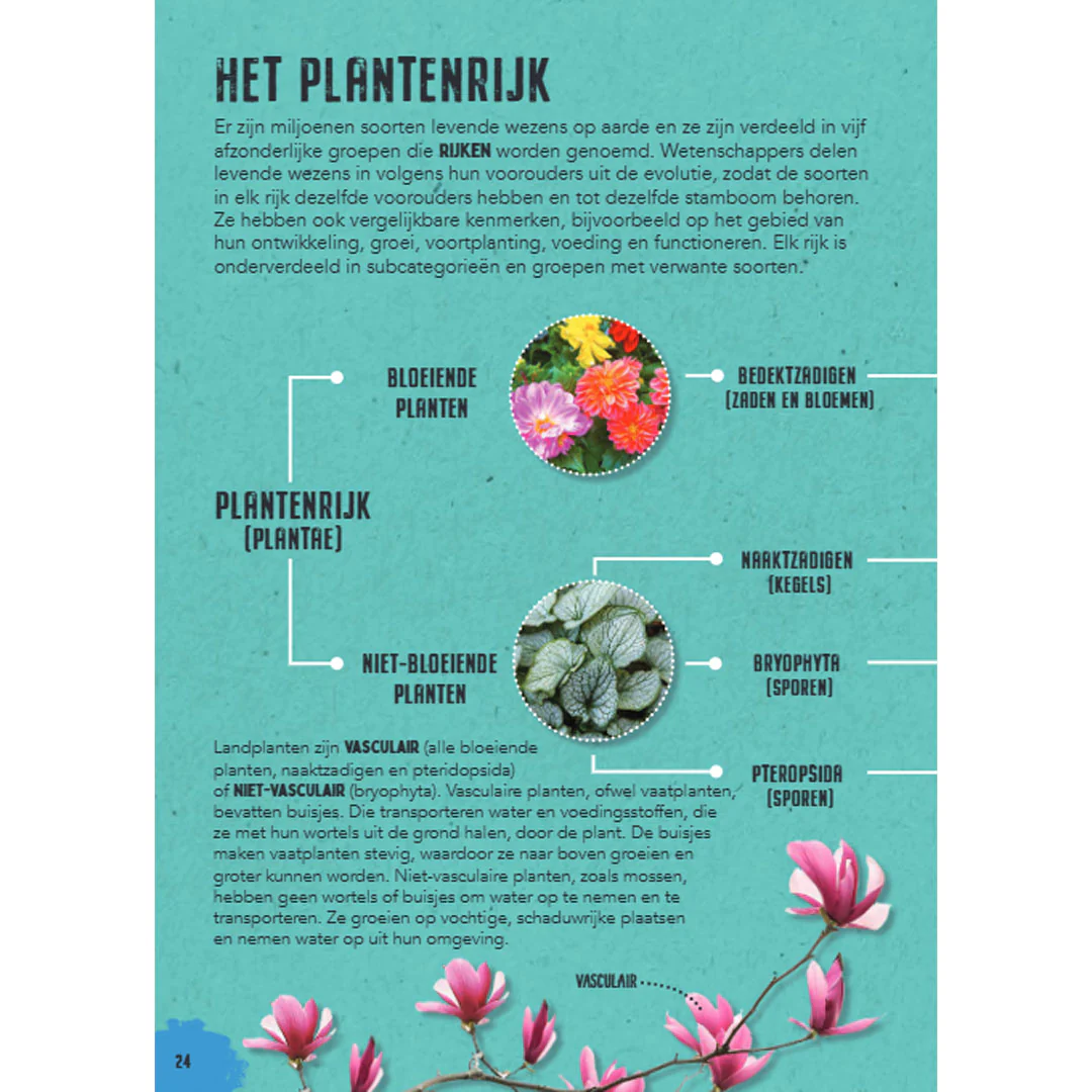Miniatuur 2