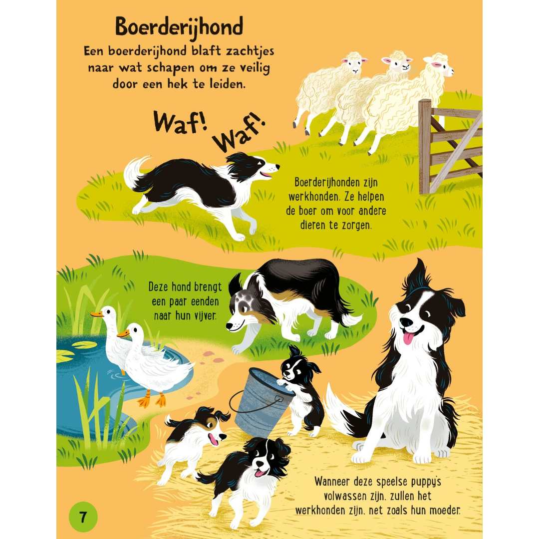 Productafbeelding 2